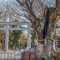坂梨先生