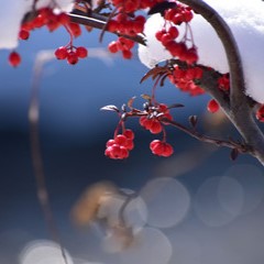 美穂花先生
