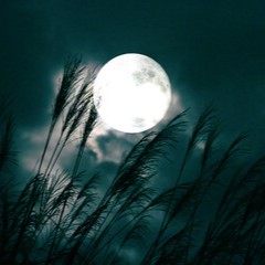 月華霊能者