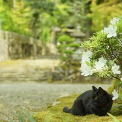 皆原（かいはら）霊能者